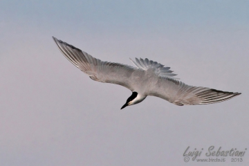 Tern, gull-billed