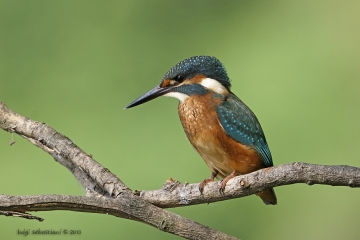 Martin-pêcheur d'europe