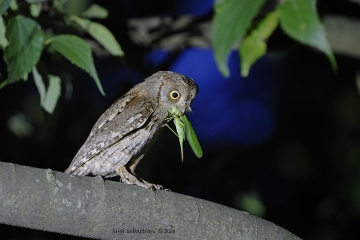 Petit-duc scops