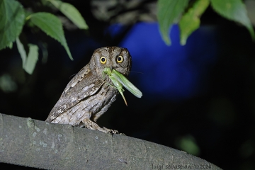 Owl, (eurasian) scops