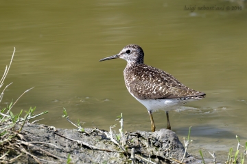 Sandpiper, green