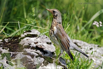 Fieldfare