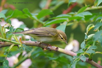 Warbler, willow