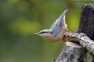 Nuthatch (european)