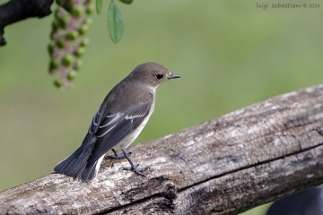 Flycatcher, pied