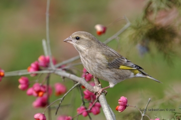 Greenfinch