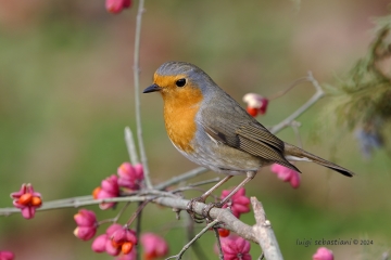 Robin