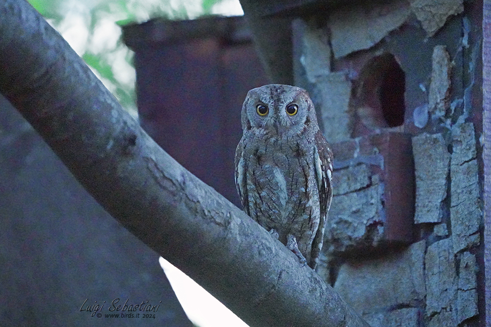 Owl, (eurasian) scops