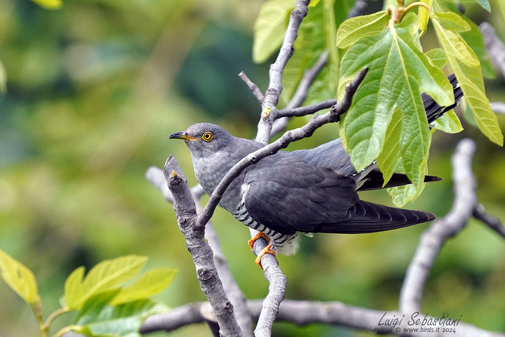 Cuckoo (common)