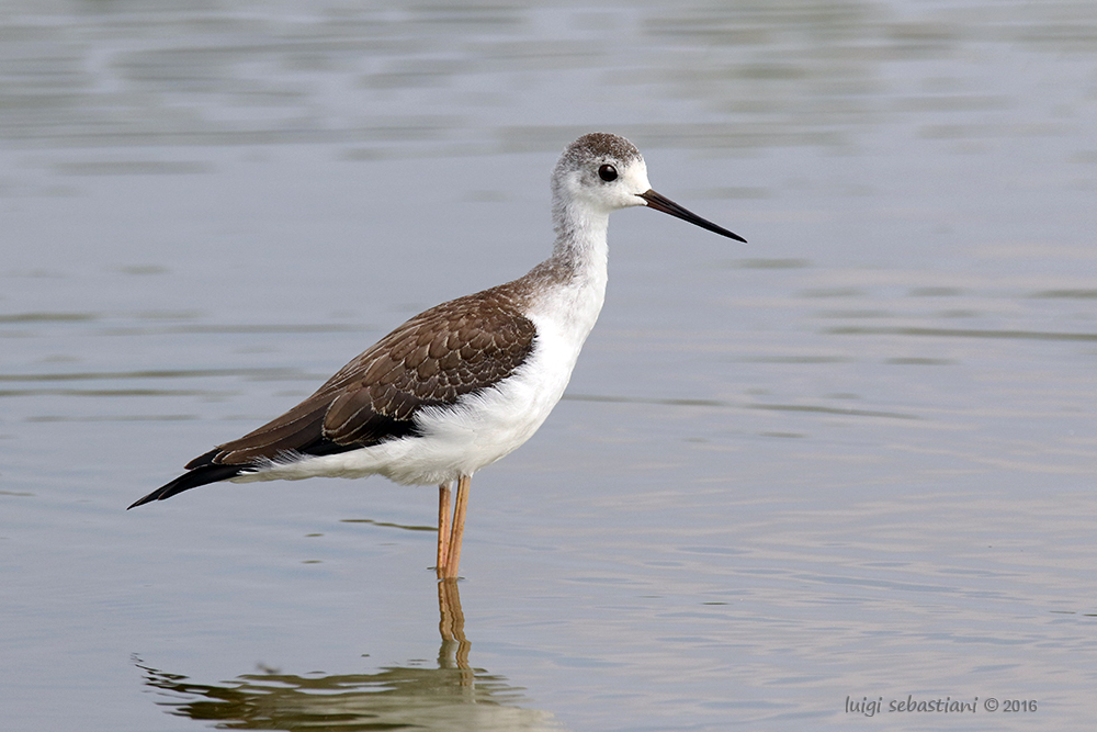 Stilt, black-winged