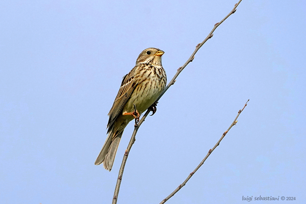 Bunting, corn