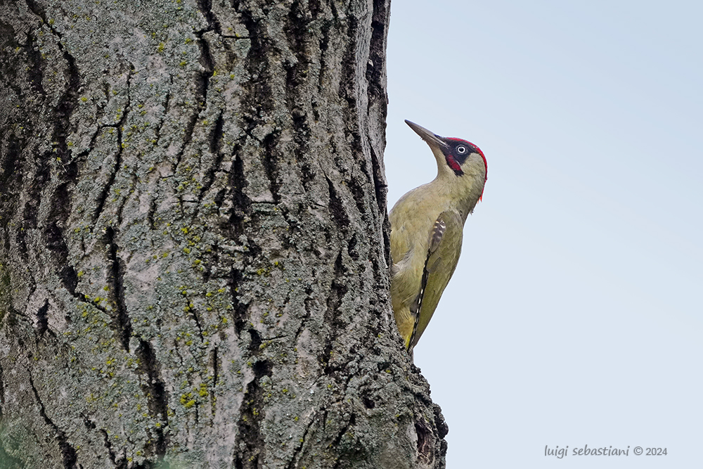 Woodpecker, green