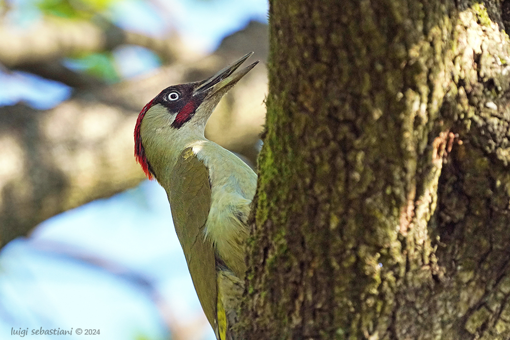 Woodpecker, green