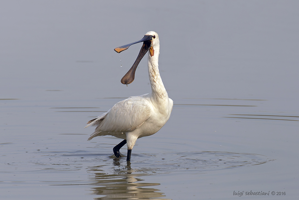 Spoonbill (eurasian) 