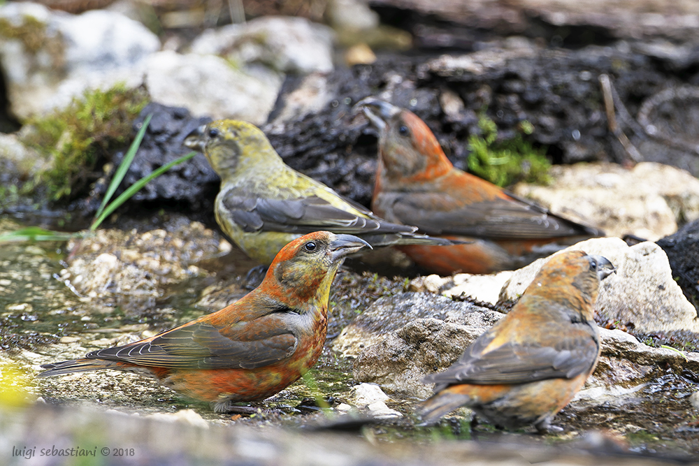 Crossbill (common)