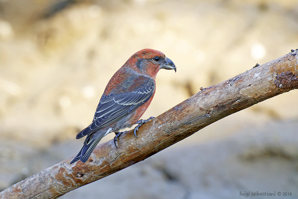 Crossbill (common)