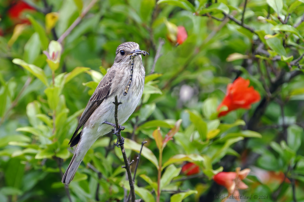 Flycatcher, spotted