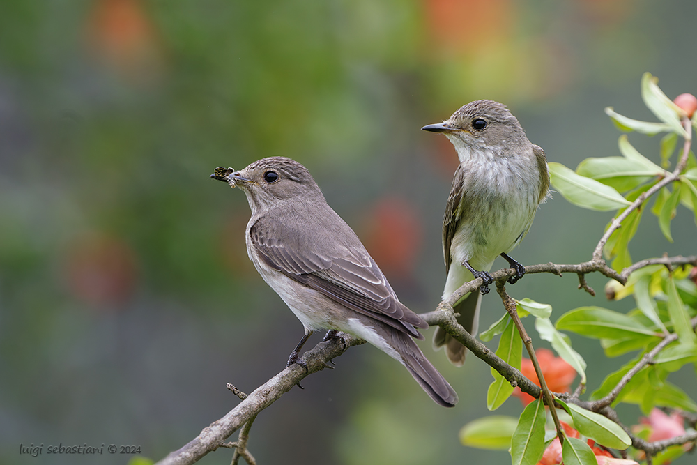 Flycatcher, spotted