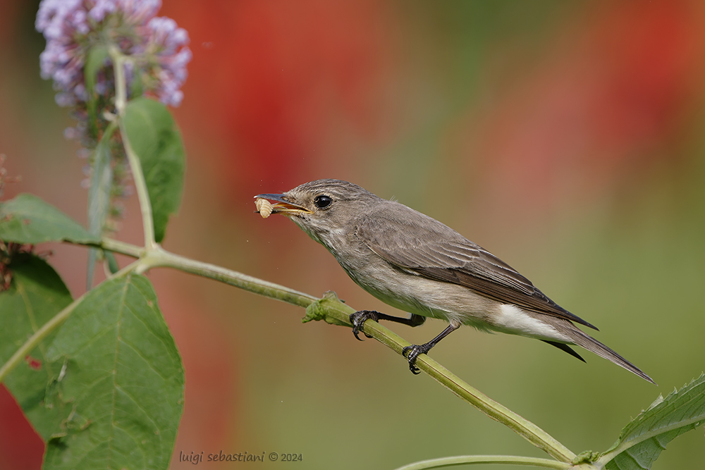 Flycatcher, spotted