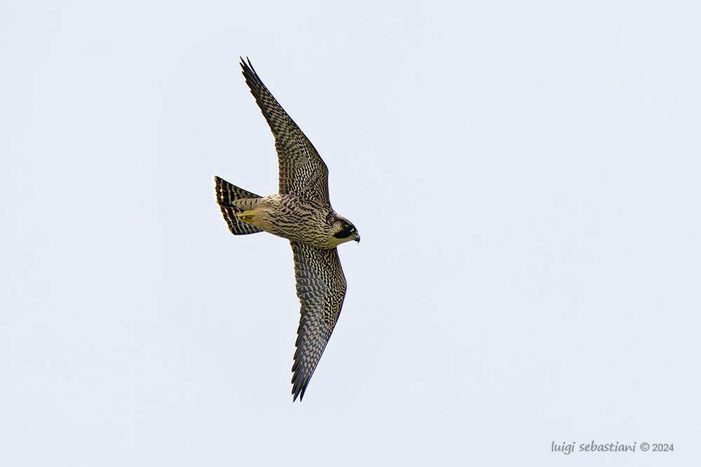 Peregrine