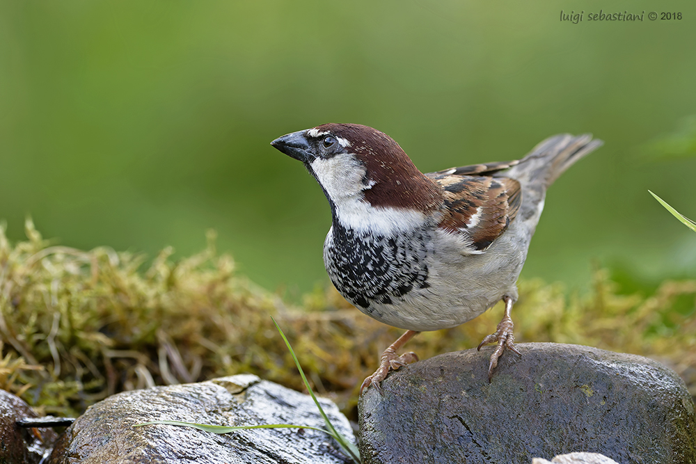 Moineau cisalpin