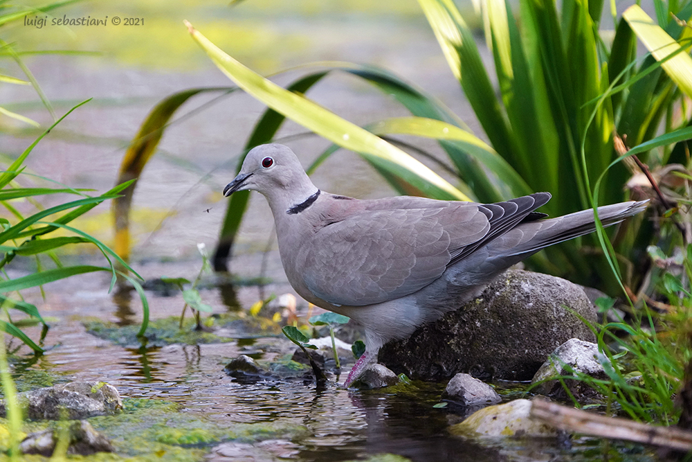 Dove, collared