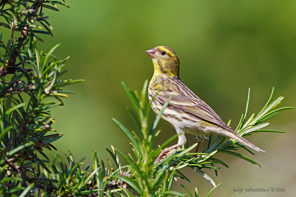 Serin cini