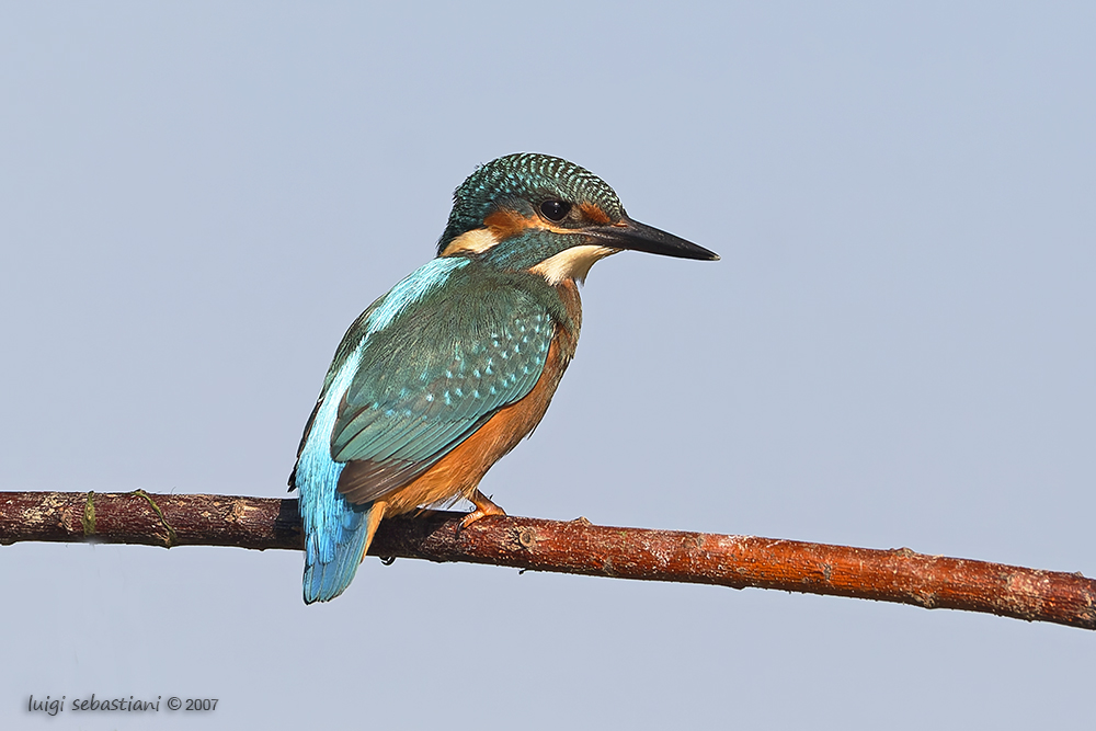 Kingfisher (common)