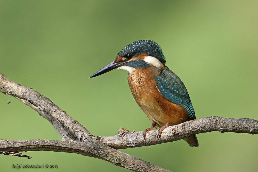 Kingfisher (common)