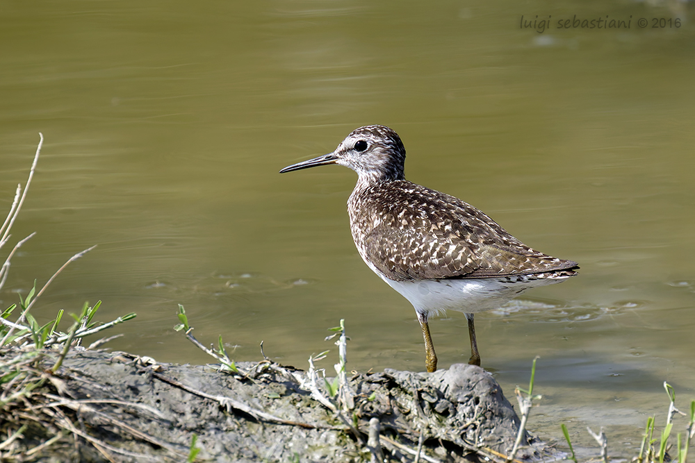 Sandpiper, green