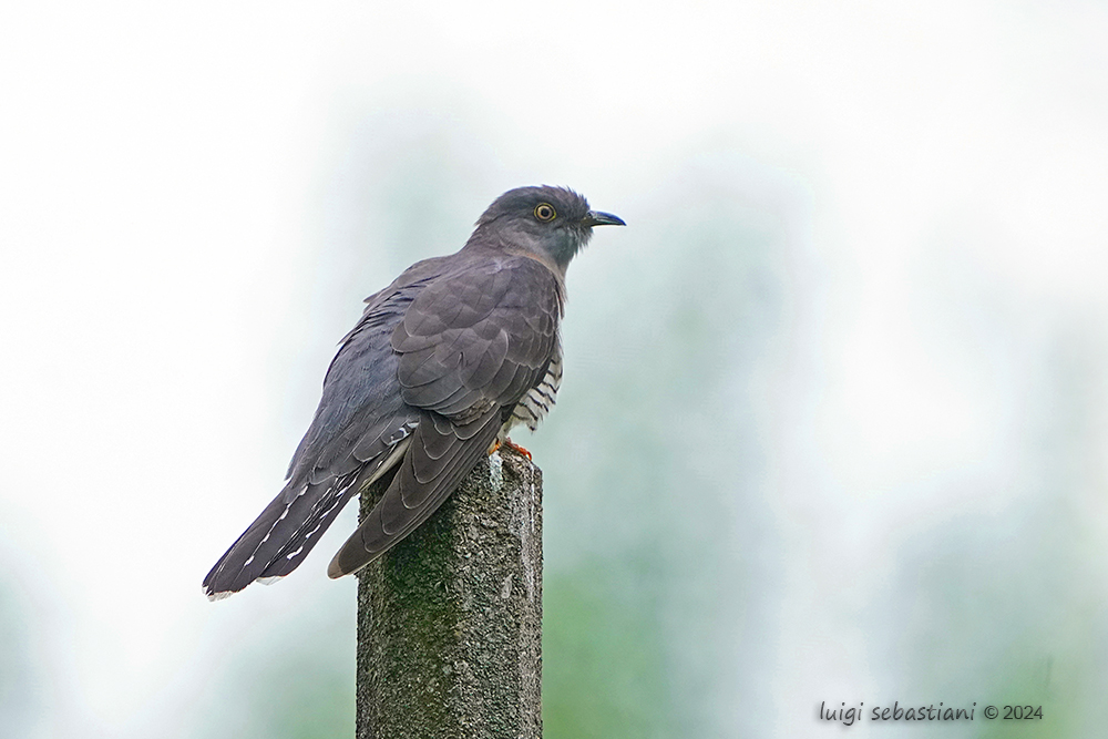 Cuckoo (common)