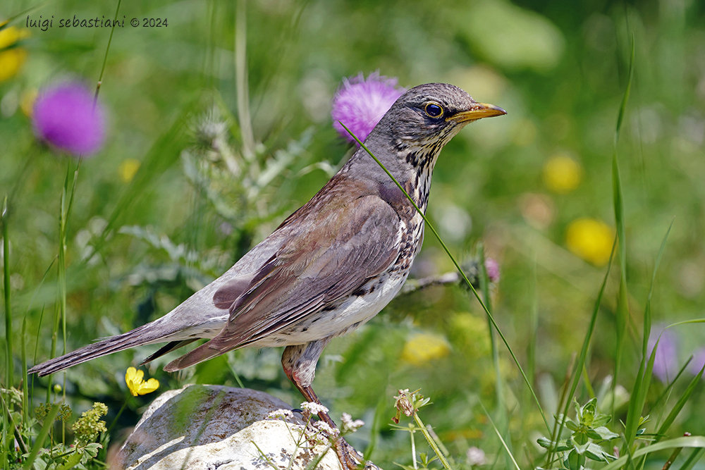 Fieldfare