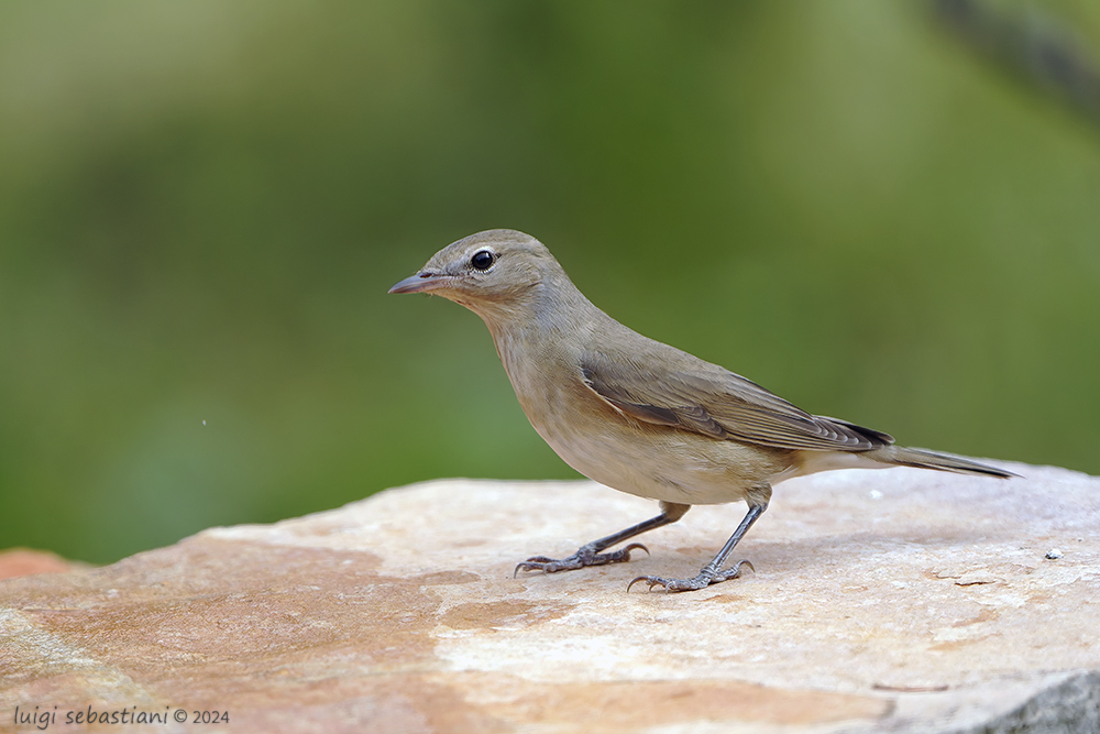 Warbler, garden