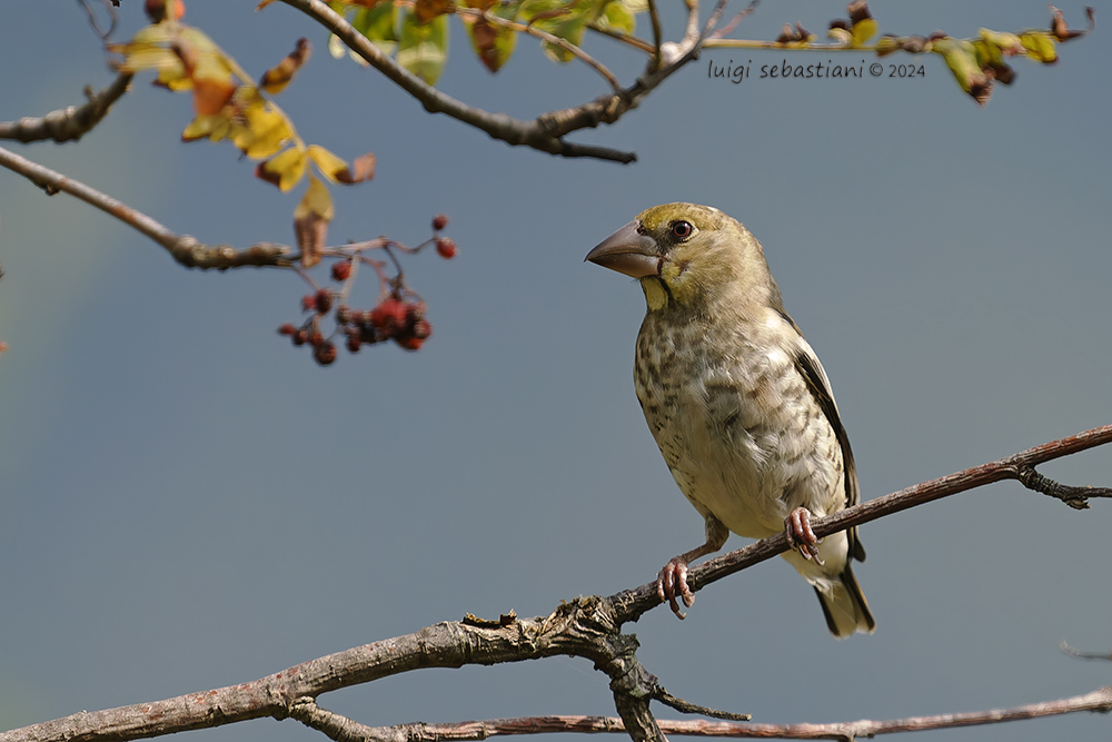 Hawfinch