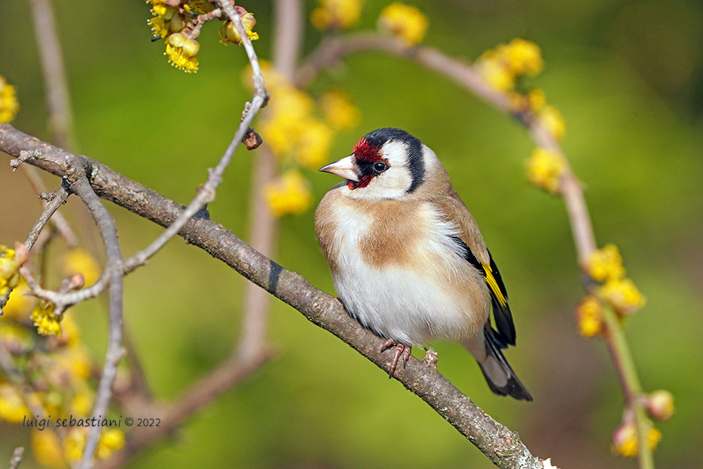 Goldfinch