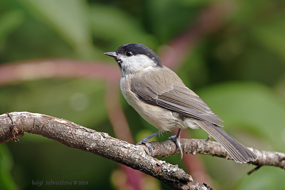 Tit, marsh