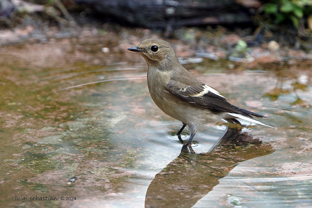 Flycatcher, pied