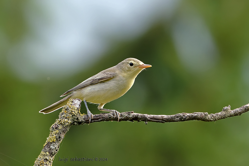 Warbler Icterine 