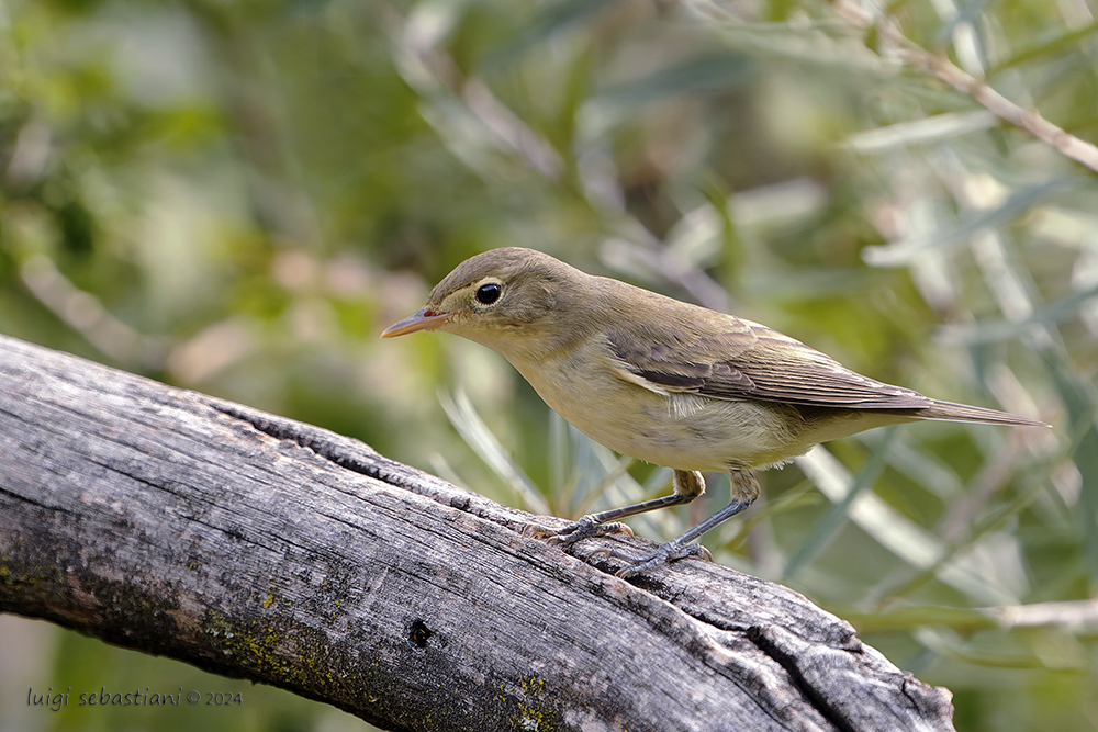 Warbler Icterine 