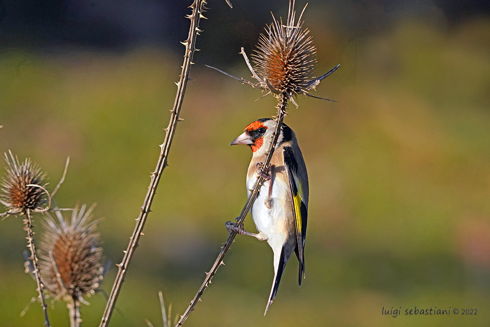 Goldfinch