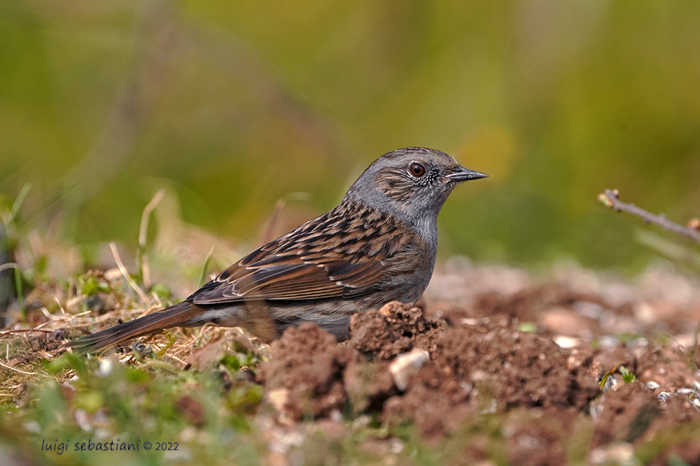 Dunnock