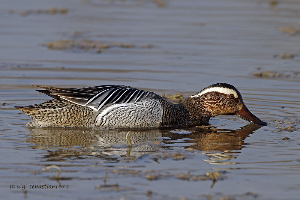 Garganey