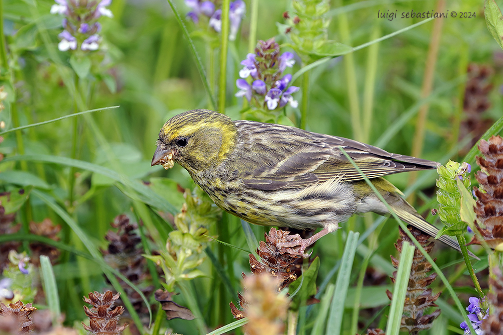 Serin cini