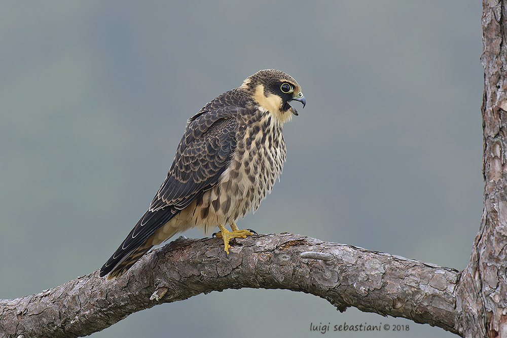 Alcotán europeo