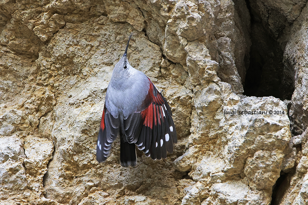 Wallcreeper