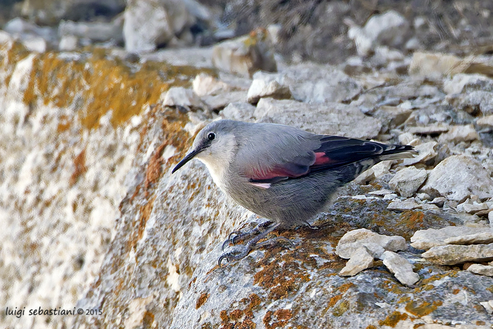 Mauerläufer