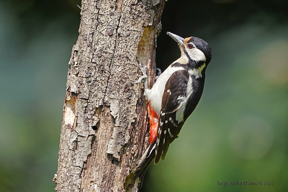 Woodpecker, great spotted