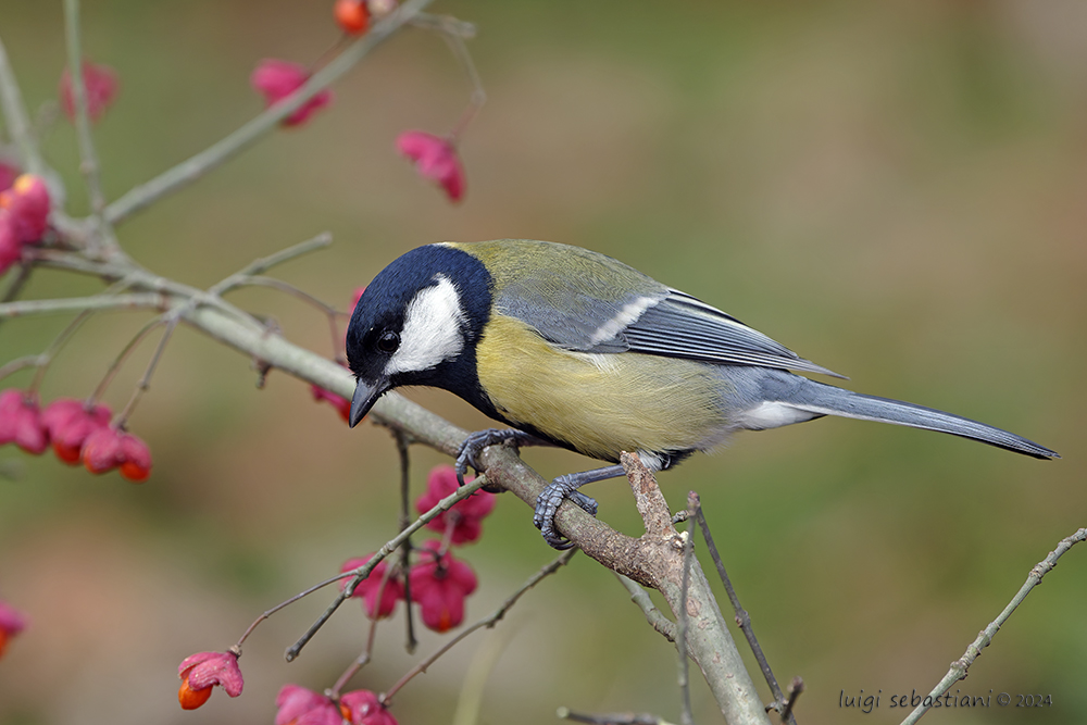 Mésange charbonnière