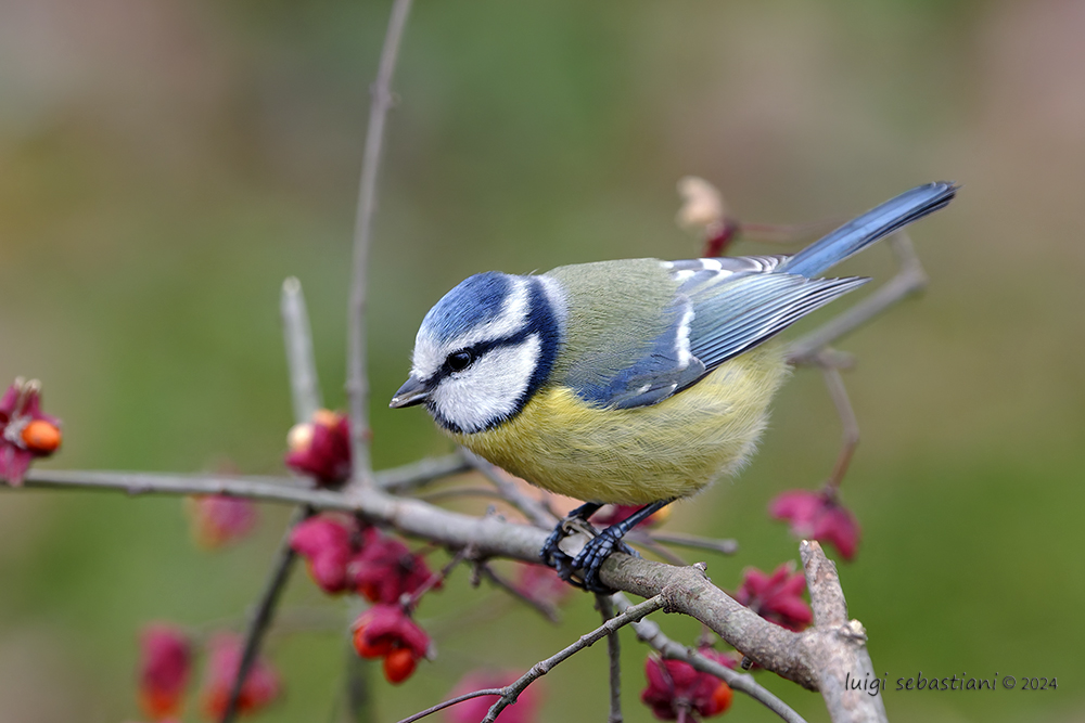 Tit, blue