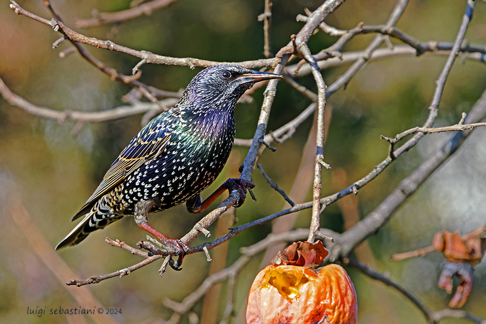 Starling